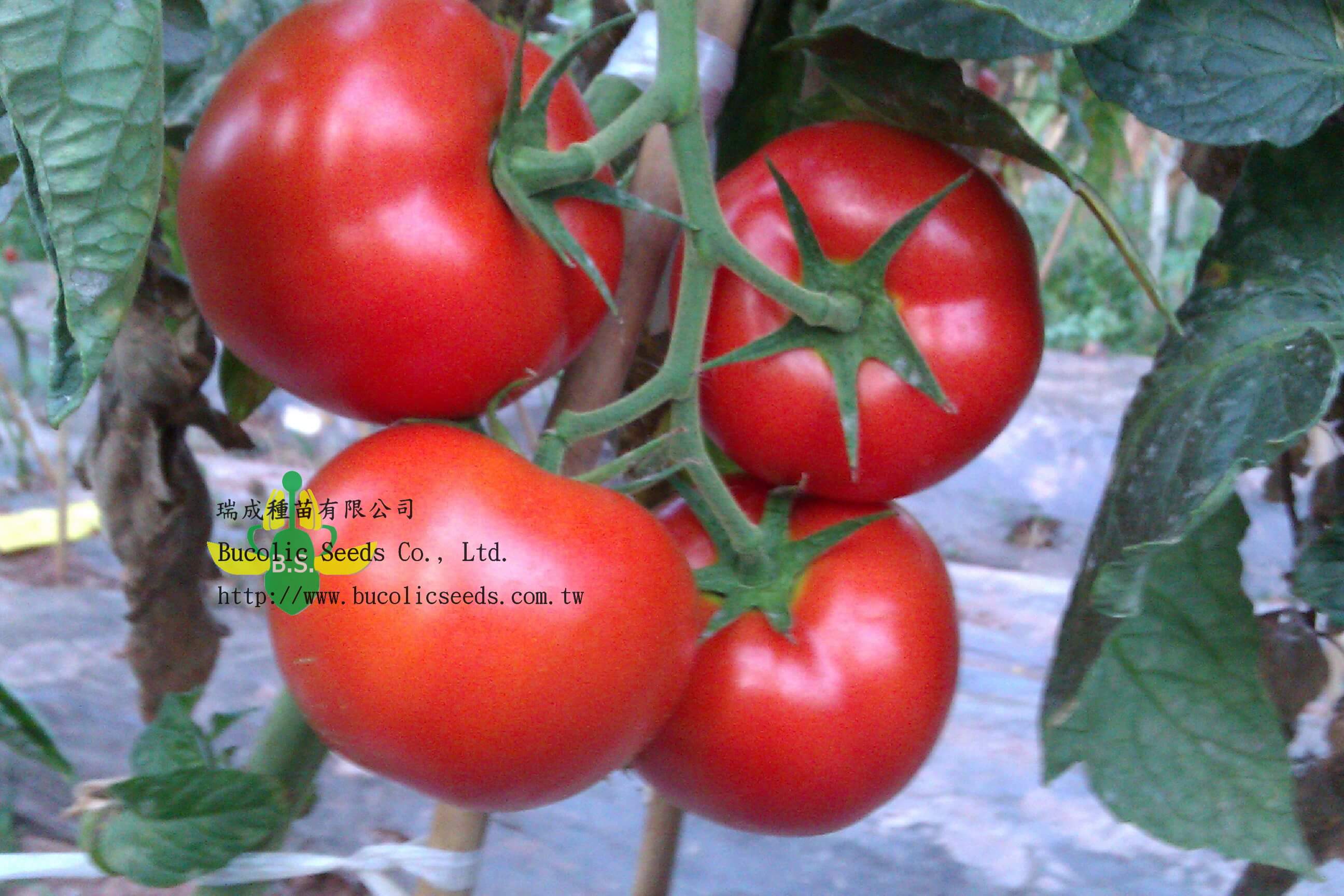 Beef Steak Tomato 9748 - Beef Steak Tomato 9748 (1)